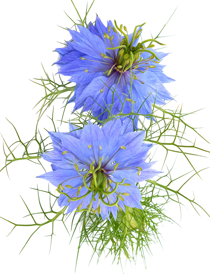 Nigella-Sativa flower
